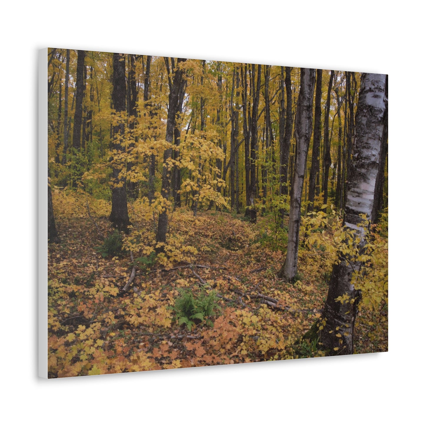 Canvas Gallery Wraps (White Wrap) - Golden Retreat