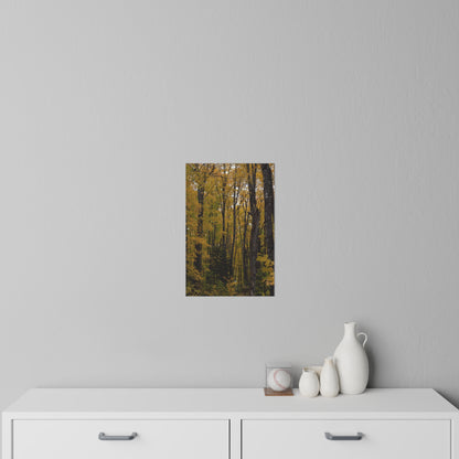 Wall Decals - Fall Colors