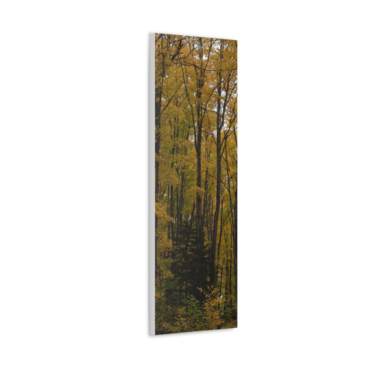 Canvas Gallery Wraps (White Wrap) (Talls) Golden View