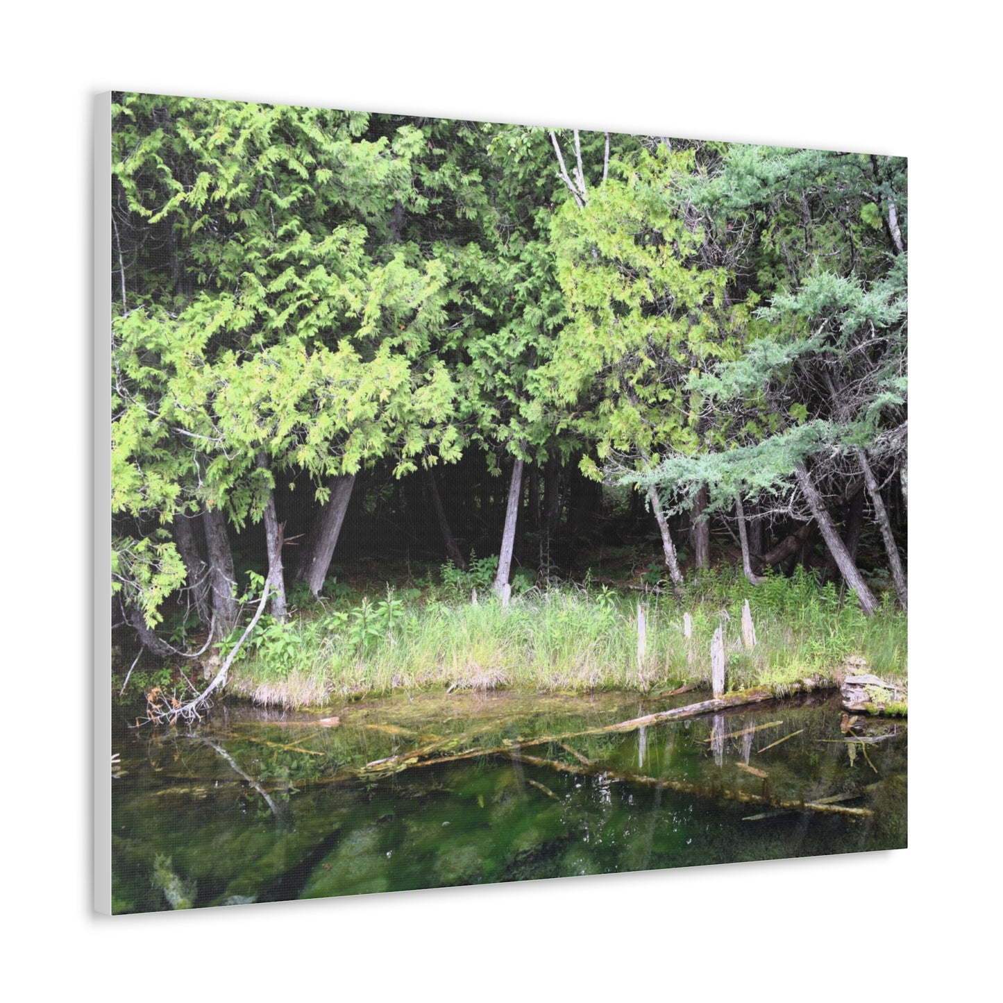 Canvas Gallery Wraps (White Wraps) Raw Nature