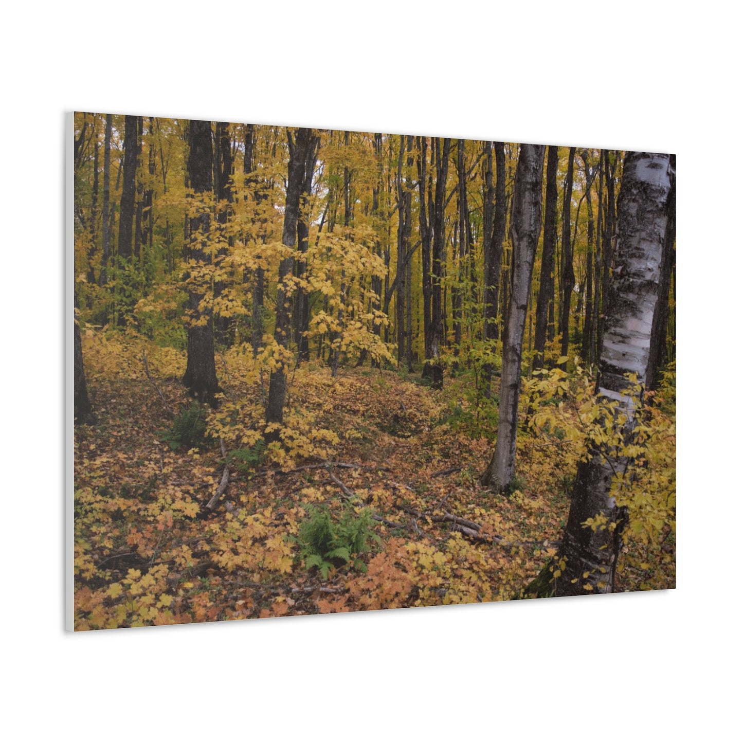 Canvas Gallery Wraps (White Wrap) - Golden Retreat