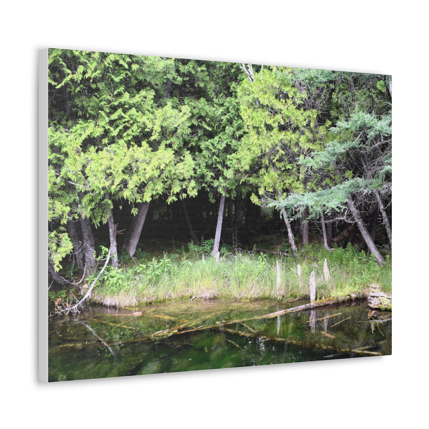 Canvas Gallery Wraps (White Wraps) Raw Nature