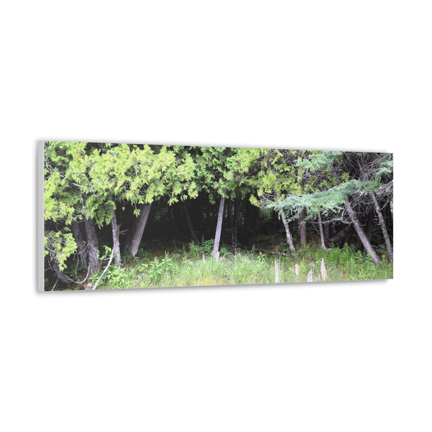 Canvas Gallery Wraps (White Wraps) Raw Nature