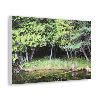 Canvas Gallery Wraps (White Wraps) Raw Nature