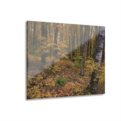 Acrylic Prints (French Cleat) Walk in the woods