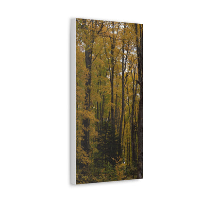 Canvas Gallery Wraps (White Wrap) (Talls) Golden View