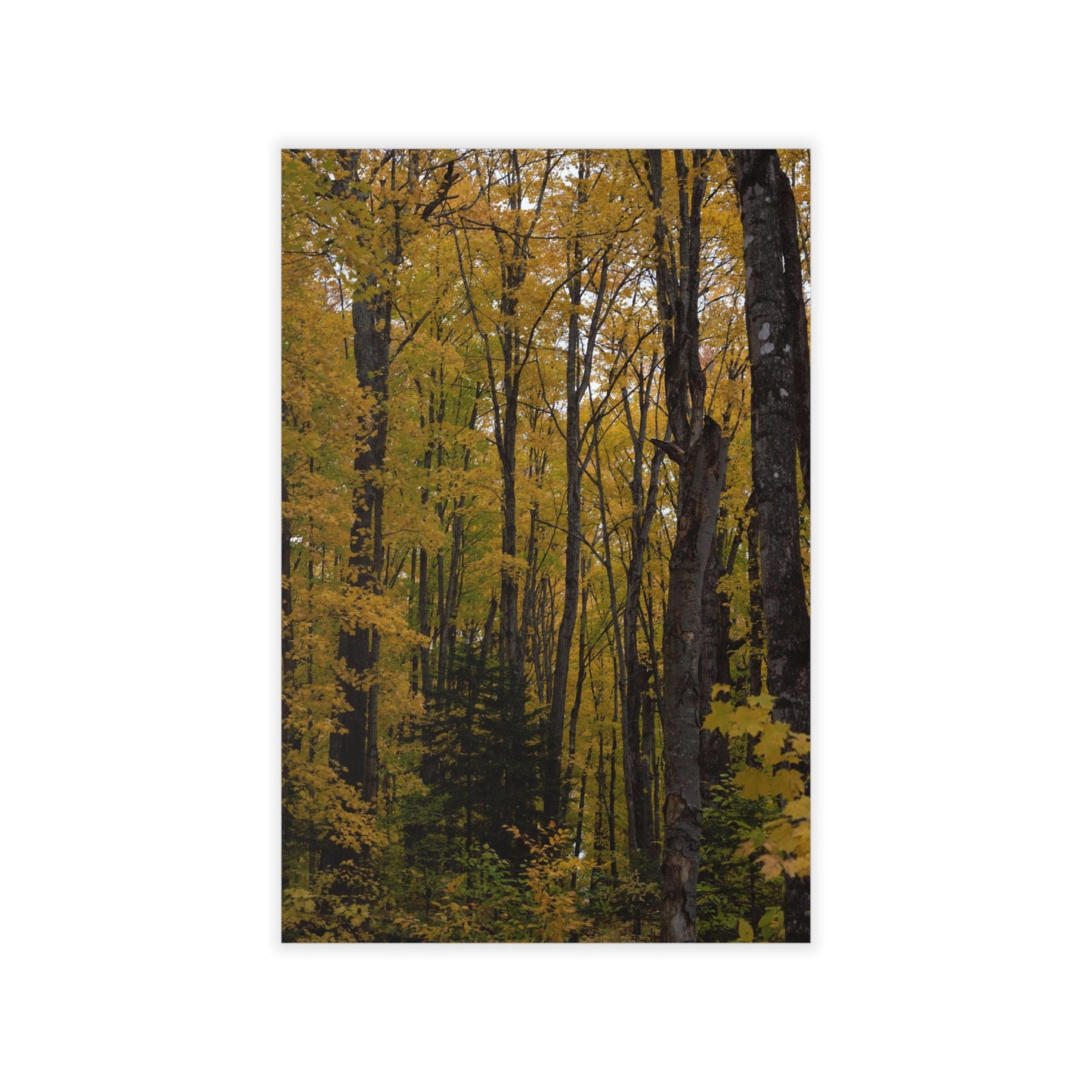 Wall Decals - Fall Colors