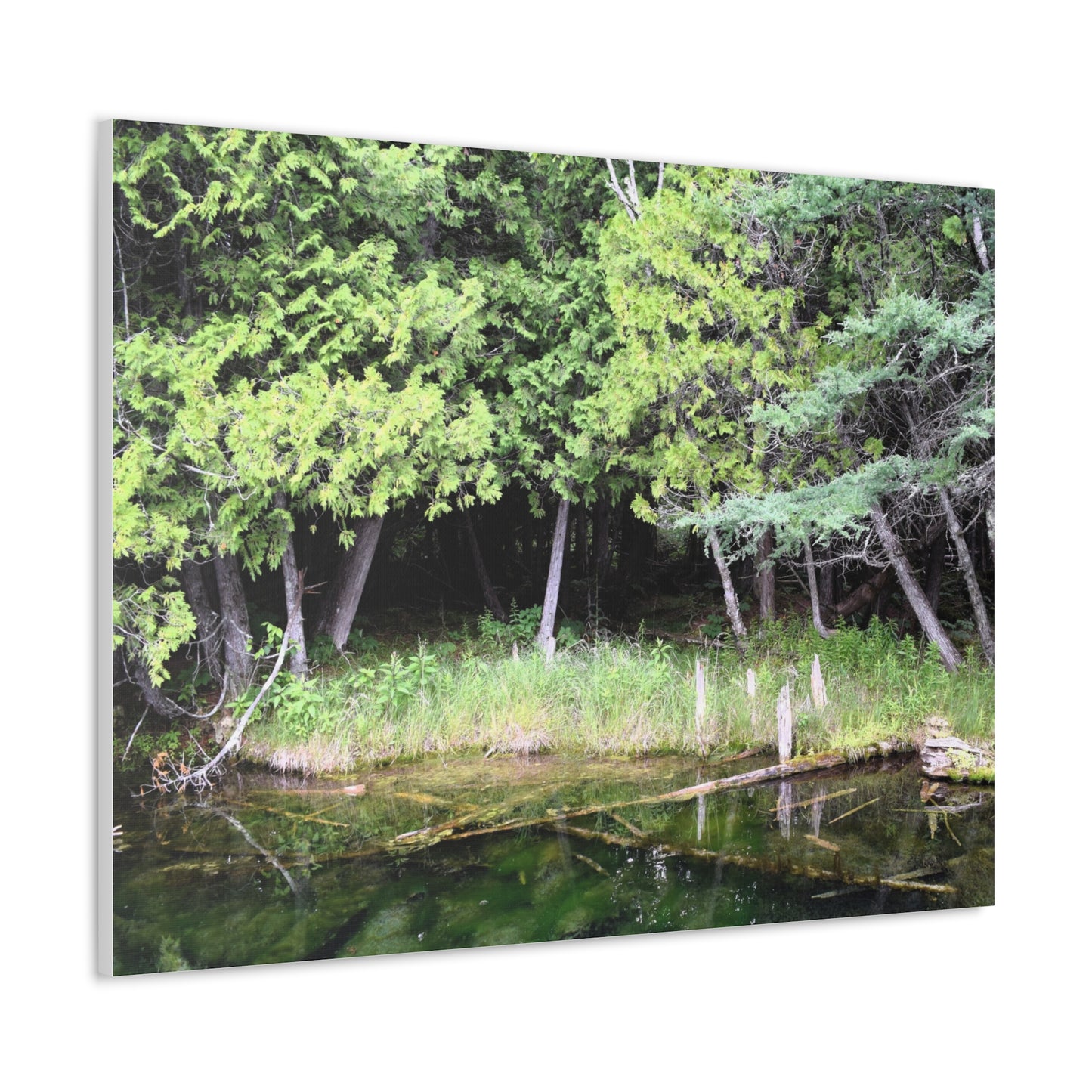 Canvas Gallery Wraps (White Wraps) Raw Nature