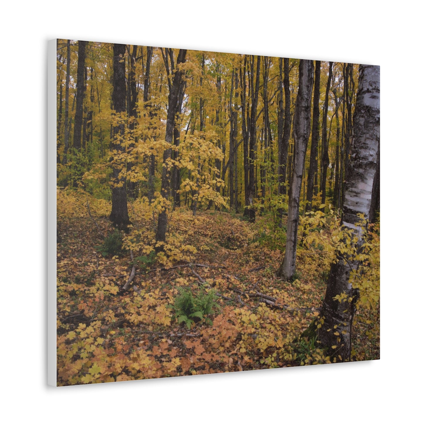 Canvas Gallery Wraps (White Wrap) - Golden Retreat