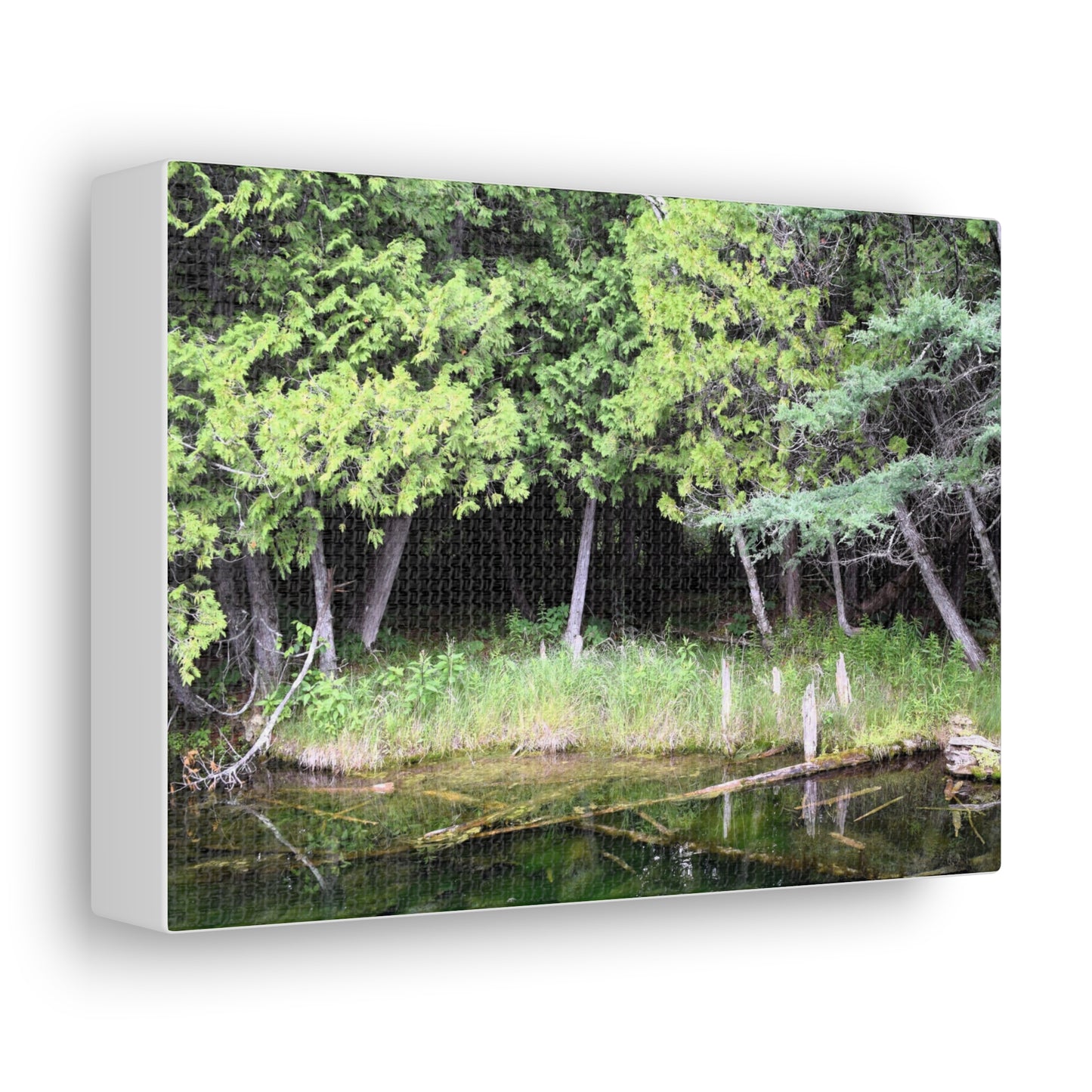 Canvas Gallery Wraps (White Wraps) Raw Nature