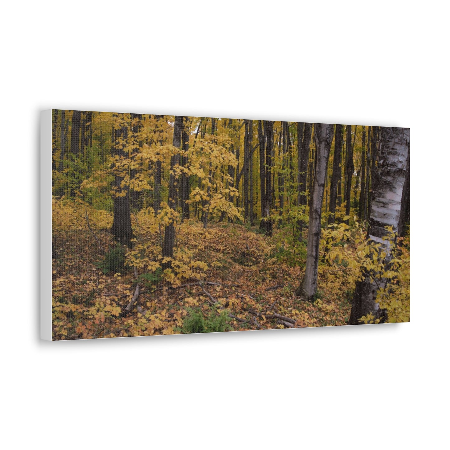 Canvas Gallery Wraps (White Wrap) - Golden Retreat