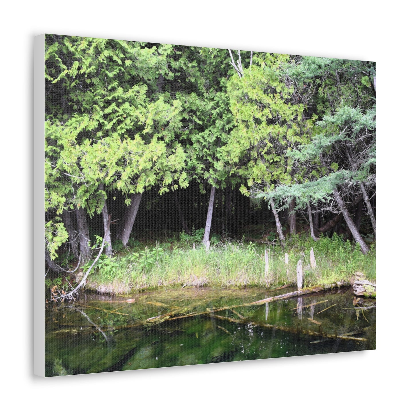 Canvas Gallery Wraps (White Wraps) Raw Nature