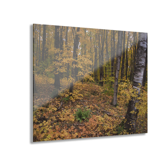 Acrylic Prints (French Cleat) Walk in the woods