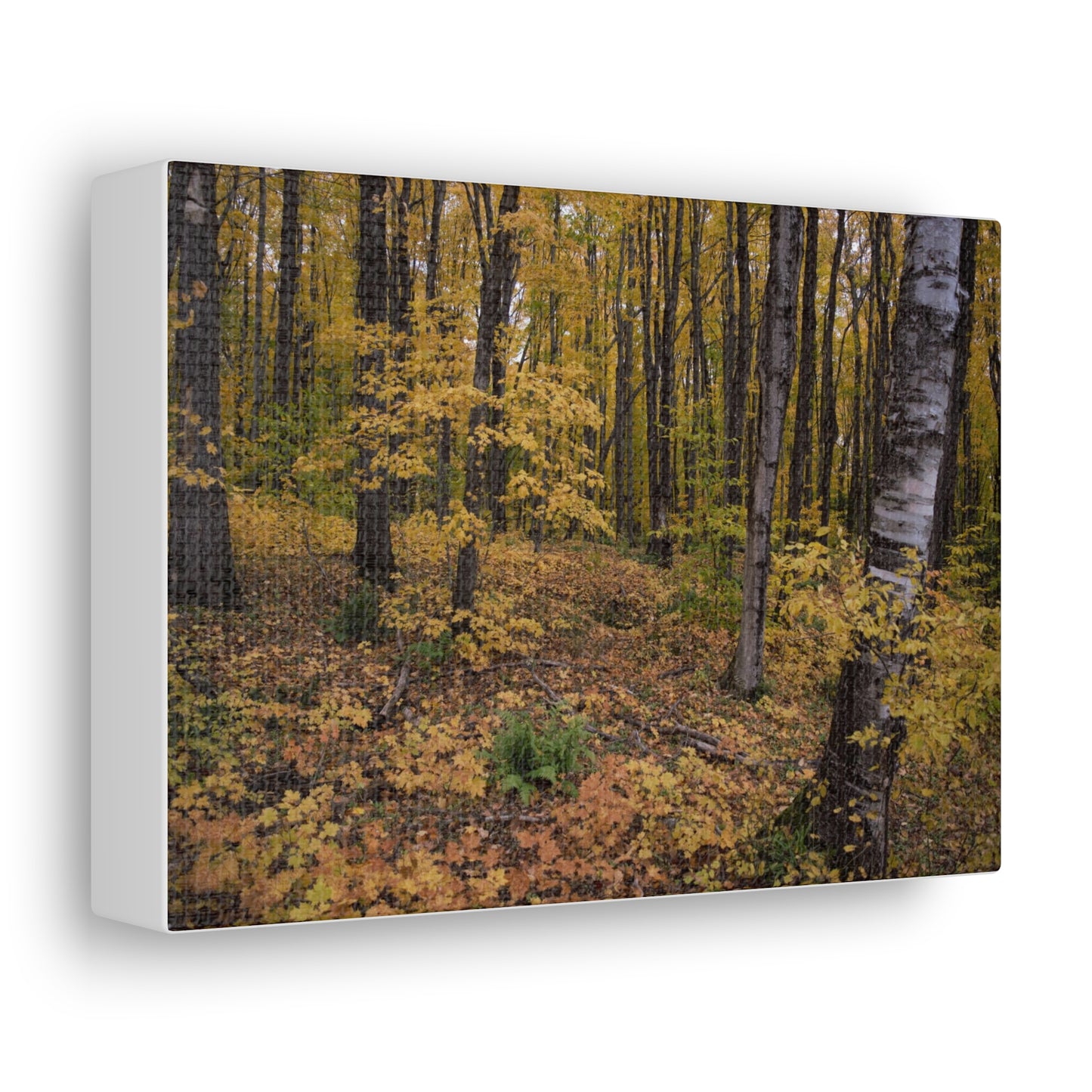 Canvas Gallery Wraps (White Wrap) - Golden Retreat