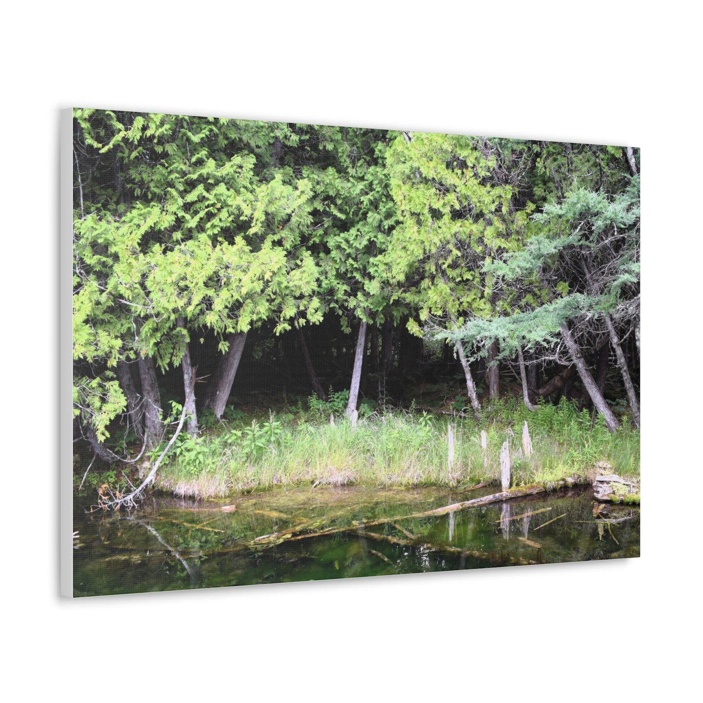 Canvas Gallery Wraps (White Wraps) Raw Nature