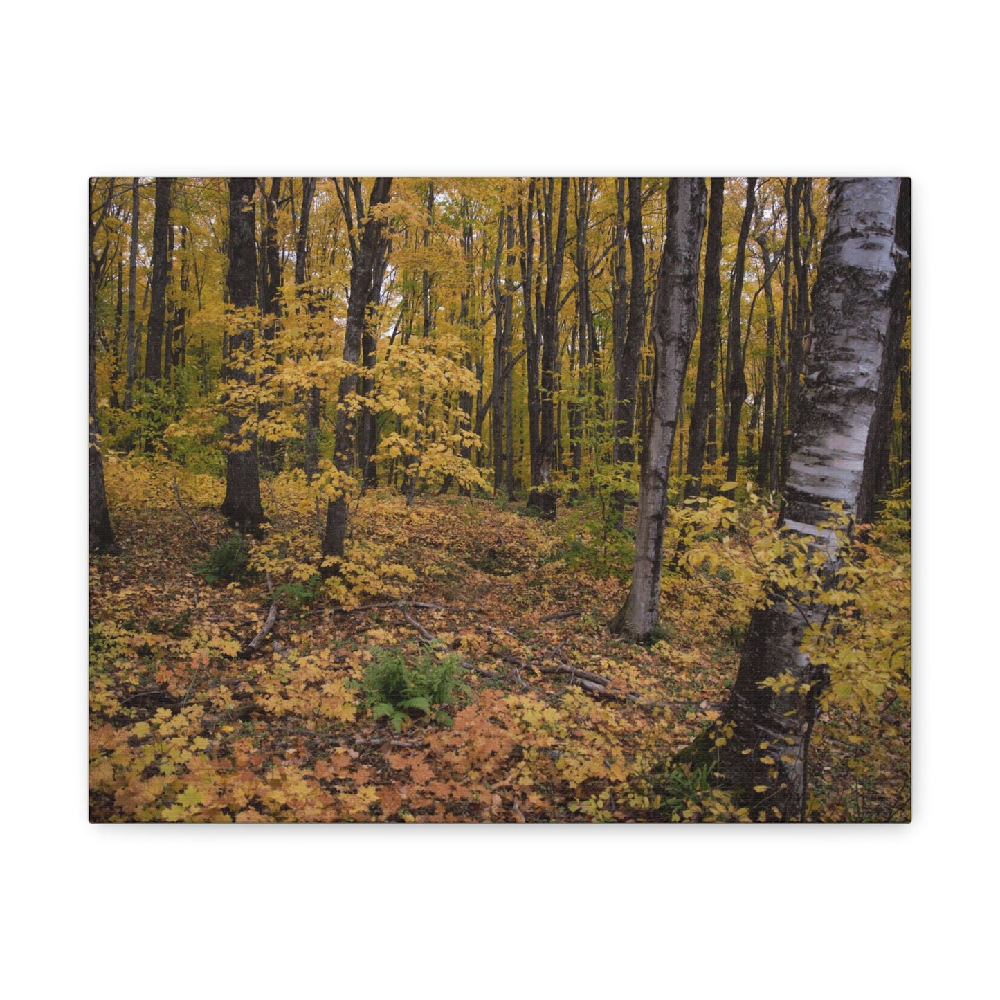 Canvas Gallery Wraps (White Wrap) - Golden Retreat