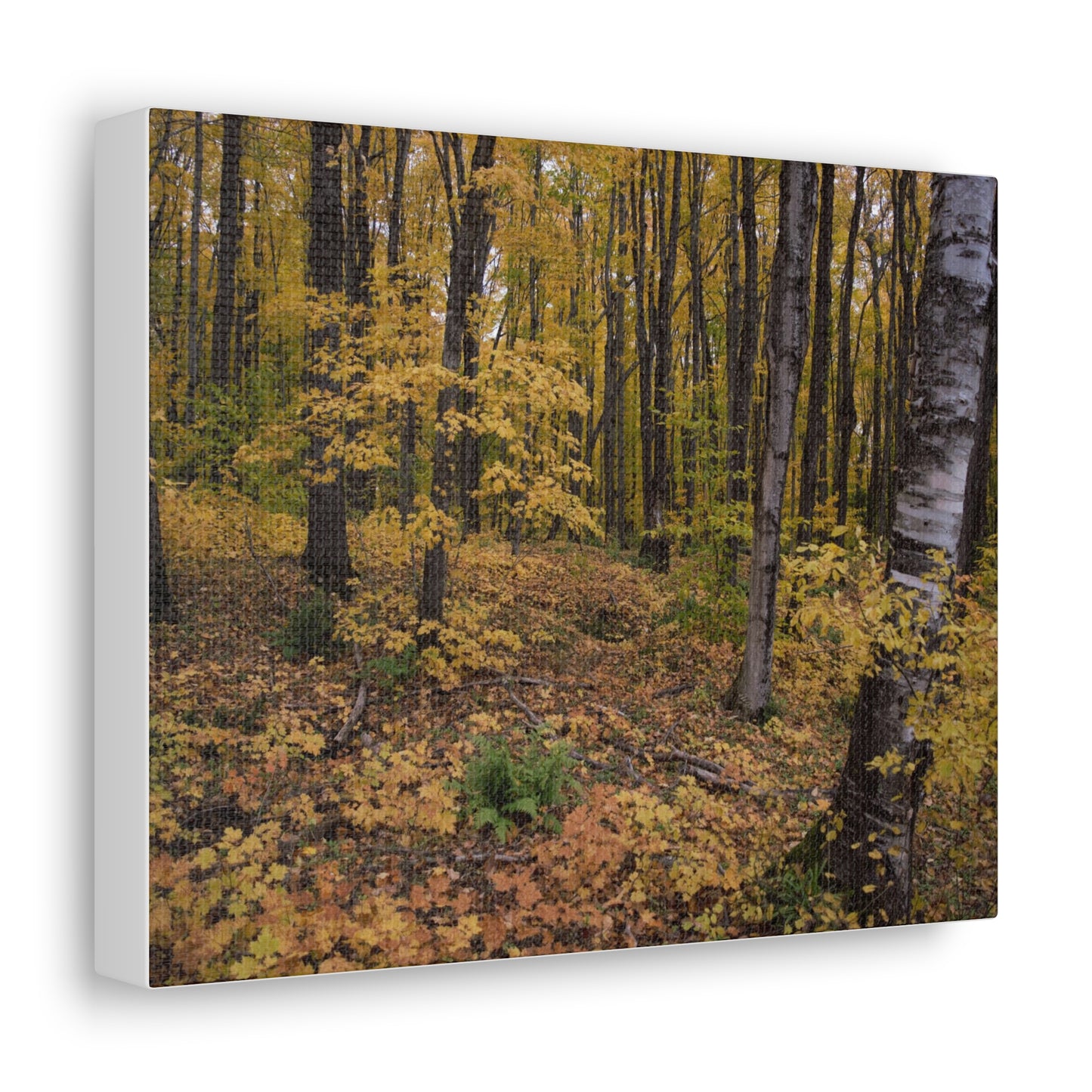 Canvas Gallery Wraps (White Wrap) - Golden Retreat