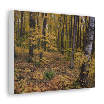 Canvas Gallery Wraps (White Wrap) - Golden Retreat