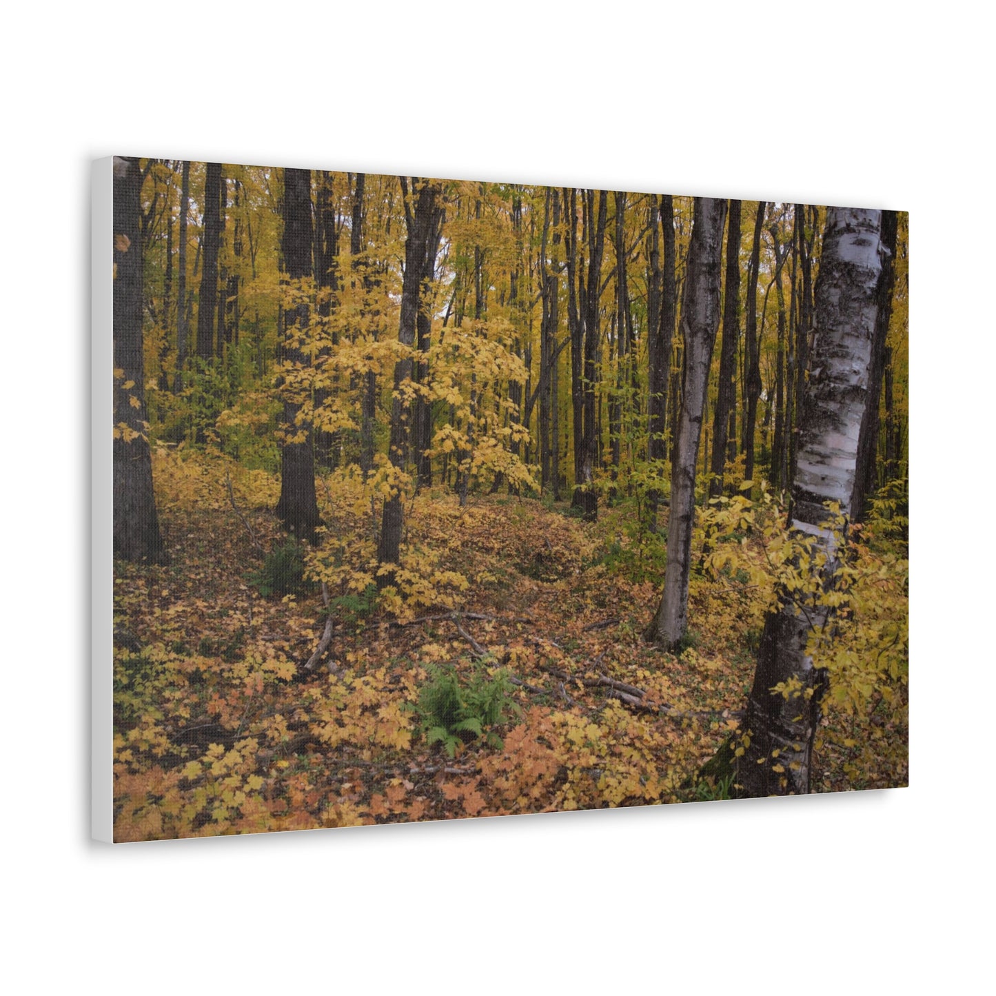 Canvas Gallery Wraps (White Wrap) - Golden Retreat