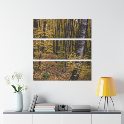 Acrylic Prints (Triptych) Walk to the falls