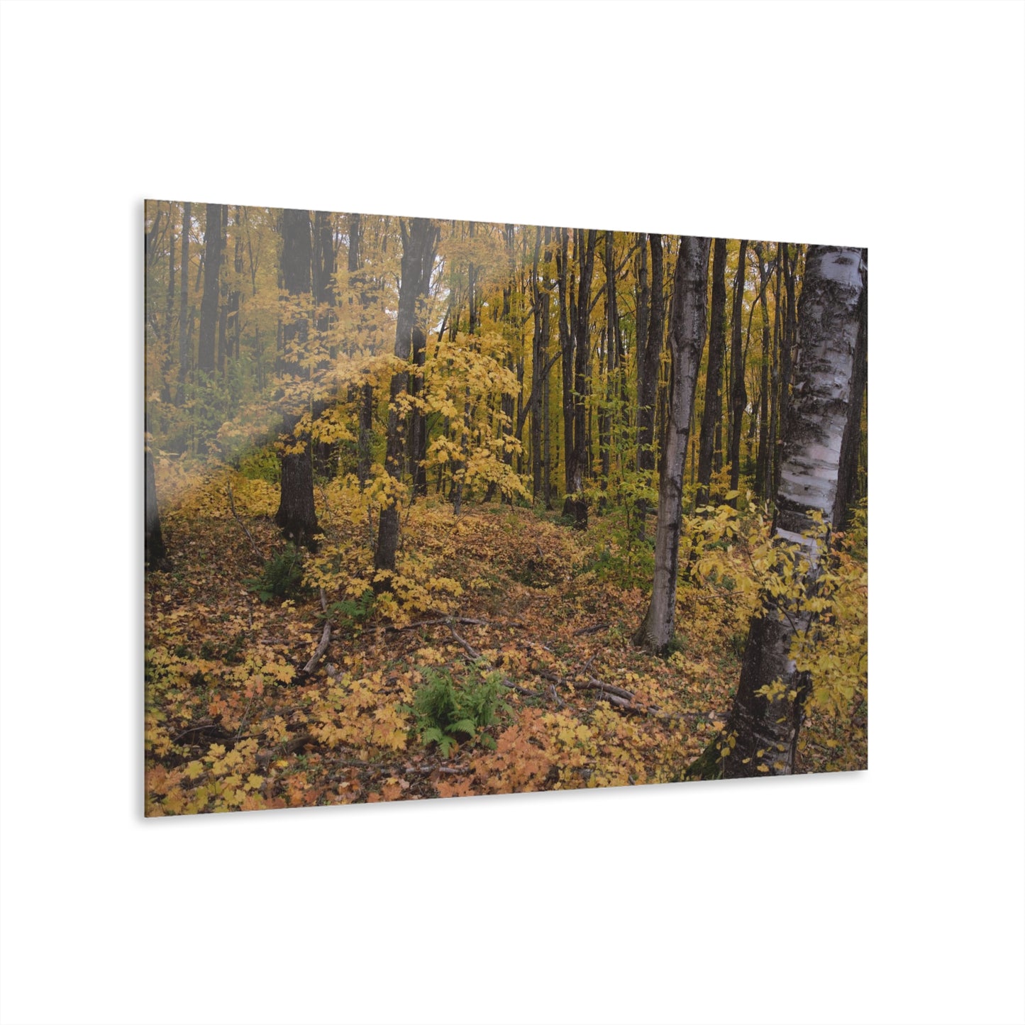 Acrylic Prints (French Cleat) Walk in the woods