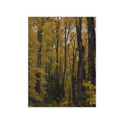 Wall Decals - Fall Colors