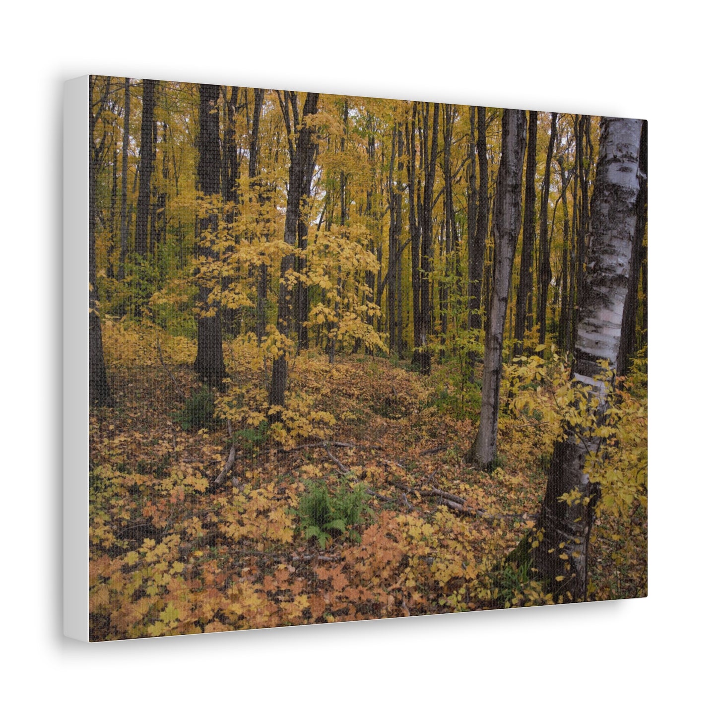 Canvas Gallery Wraps (White Wrap) - Golden Retreat