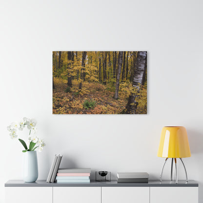 Acrylic Prints (French Cleat) Walk in the woods