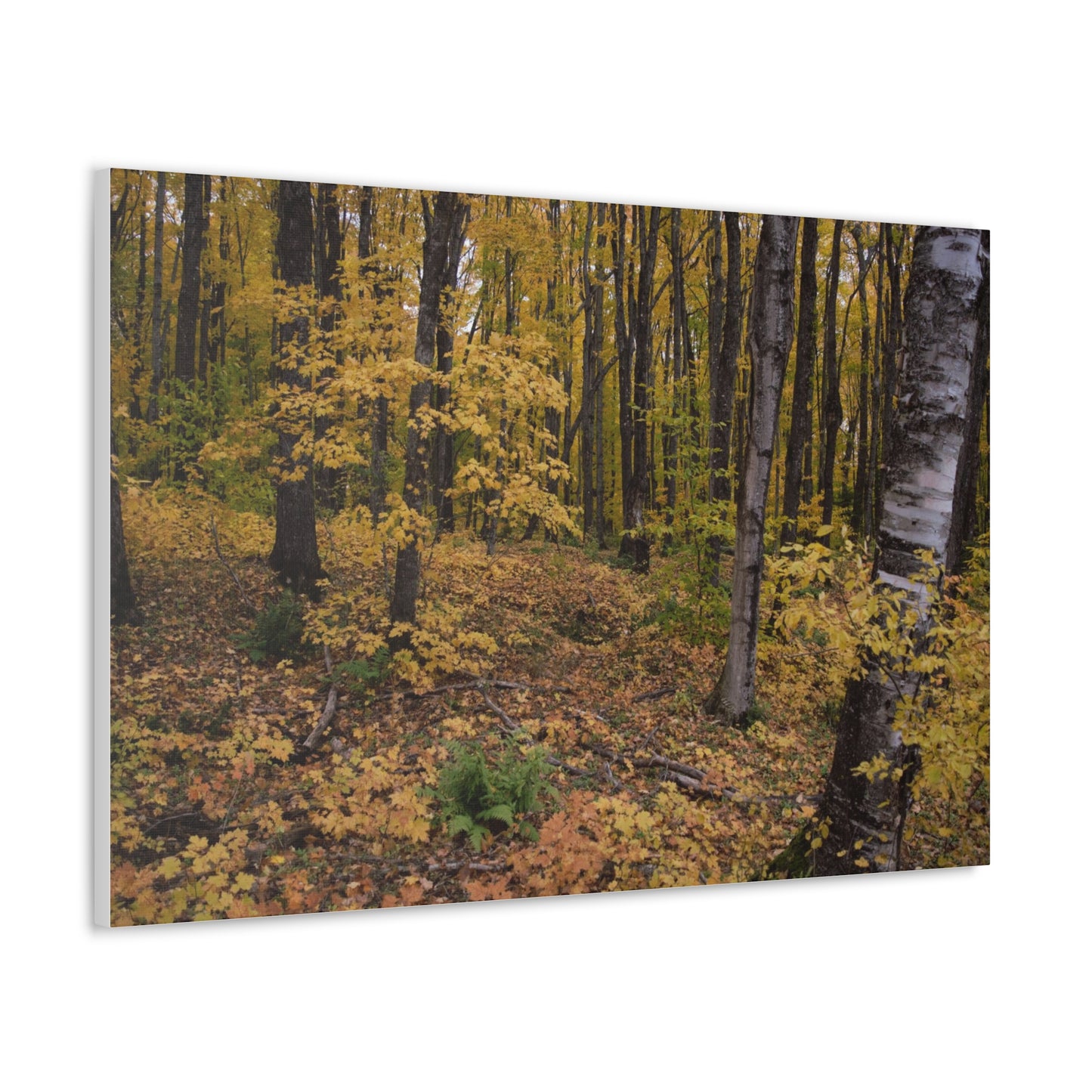 Canvas Gallery Wraps (White Wrap) - Golden Retreat