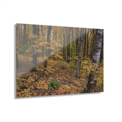 Acrylic Prints (French Cleat) Walk in the woods