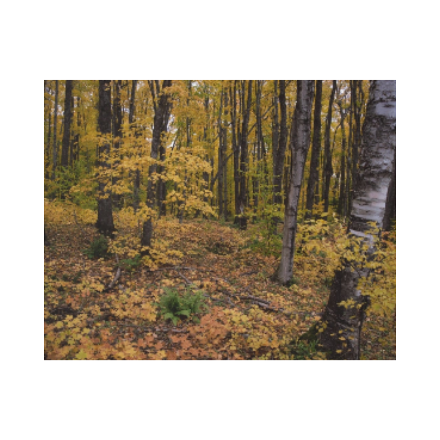 Acrylic Prints (French Cleat) Walk in the woods