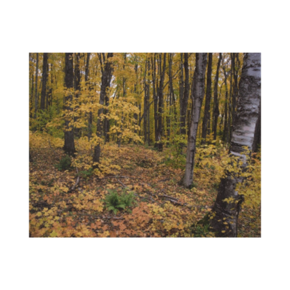 Acrylic Prints (French Cleat) Walk in the woods